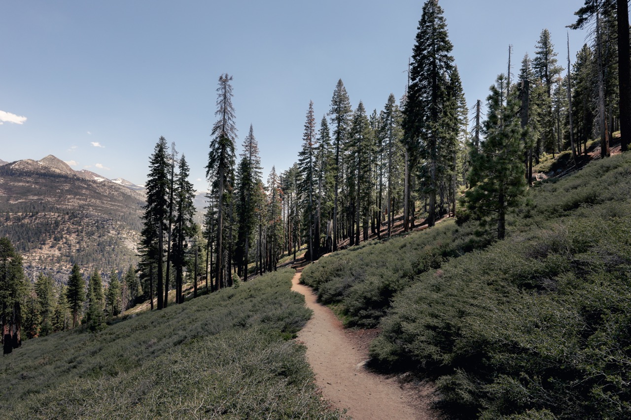 a forest in yosemite national park